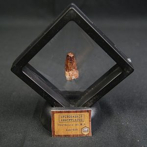 Spinosaurus aegyptiacus