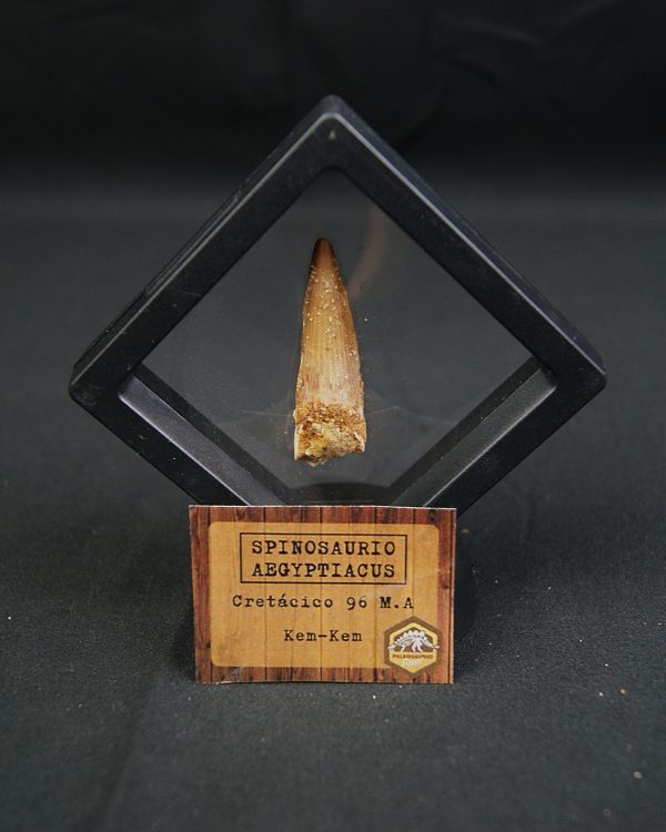 Spinosaurus aegyptiacus