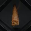 Spinosaurus aegyptiacus