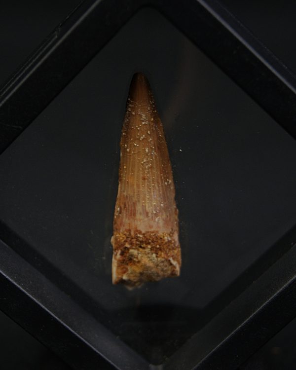 Spinosaurus aegyptiacus