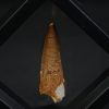 Spinosaurus aegyptiacus