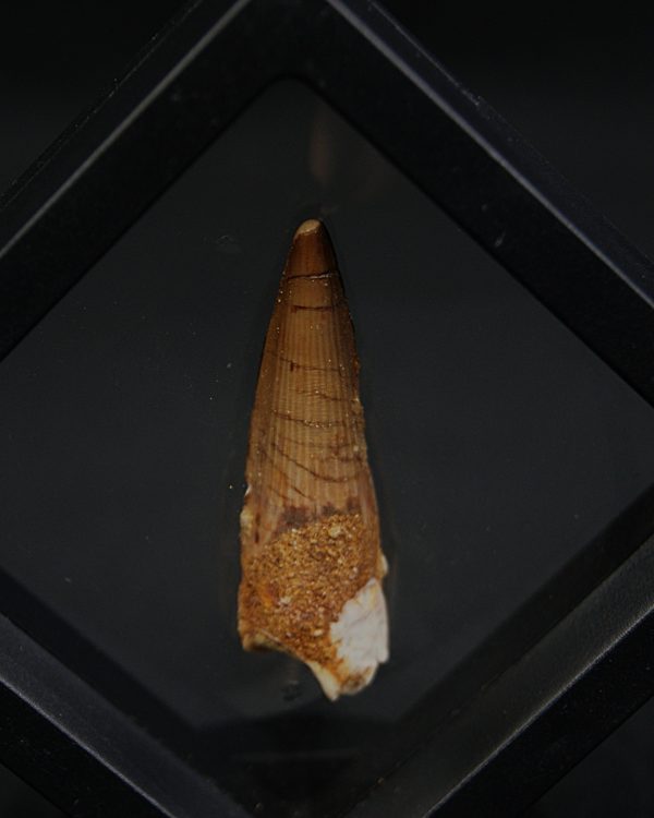 Spinosaurus aegyptiacus