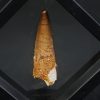 Spinosaurus aegyptiacus