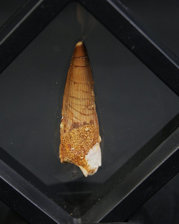 Spinosaurus aegyptiacus