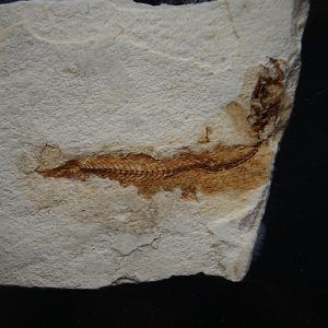 Pez Actinopterygii en matriz