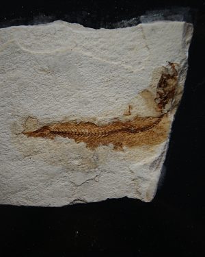 Pez Actinopterygii en matriz