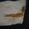 Pez Actinopterygii en matriz
