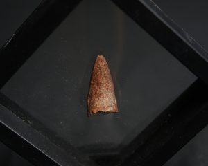 Diente de Crocodyliformes