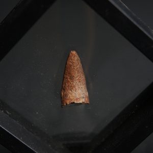 Diente de Crocodyliformes