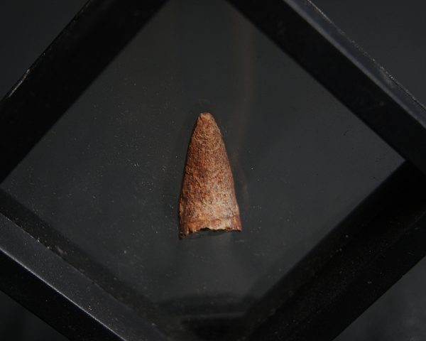 Diente de Crocodyliformes