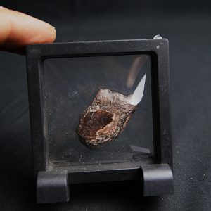 Escama negra de Lepidotes