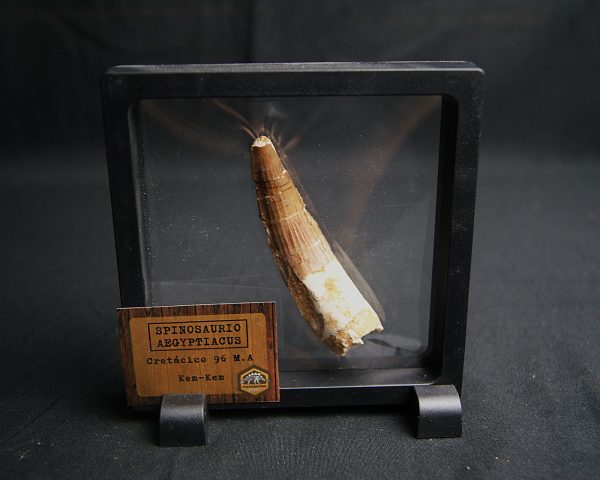 Spinosaurus aegyptiacus