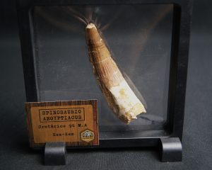 Spinosaurus aegyptiacus