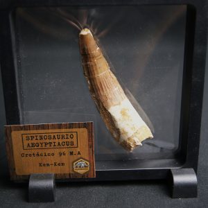 Spinosaurus aegyptiacus