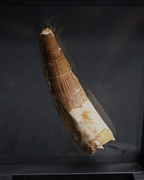 Spinosaurus aegyptiacus