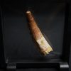 Spinosaurus aegyptiacus