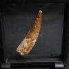 Spinosaurus aegyptiacus