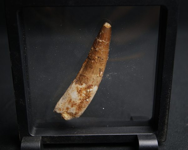 Spinosaurus aegyptiacus