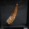 Spinosaurus aegyptiacus