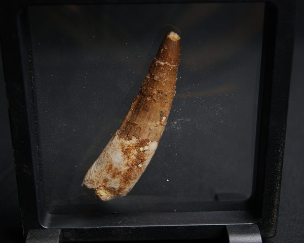 Spinosaurus aegyptiacus