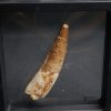 Spinosaurus aegyptiacus