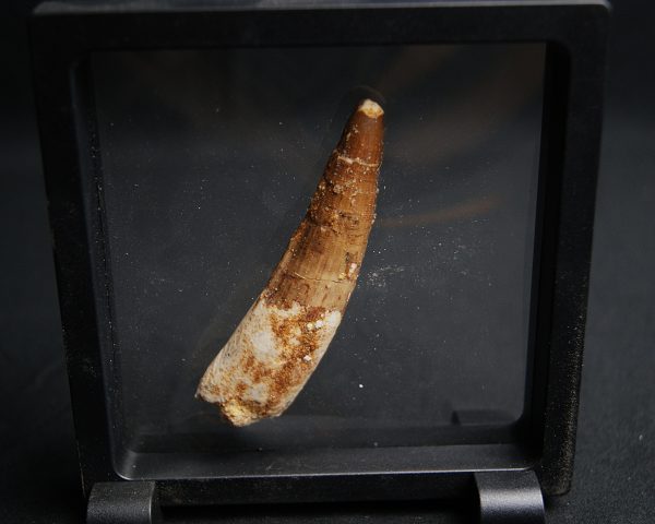 Spinosaurus aegyptiacus