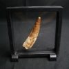 Spinosaurus aegyptiacus