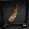 Spinosaurus aegyptiacus