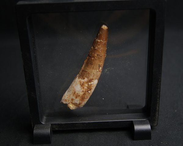 Spinosaurus aegyptiacus
