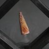 Diente de Crocodyliformes