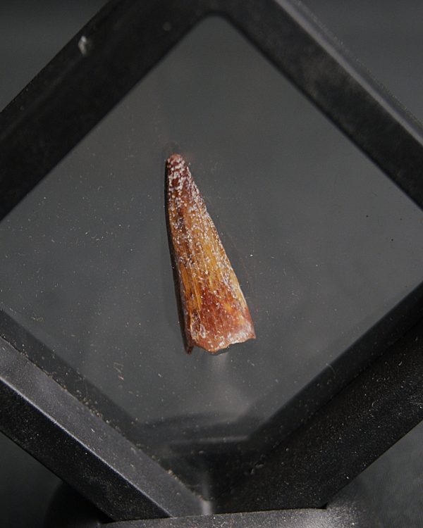 Diente de Crocodyliformes