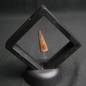 Diente de Crocodyliformes