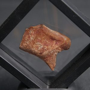 Escama Lepidotes pawdoski