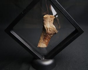 Hueso de dinosaurio