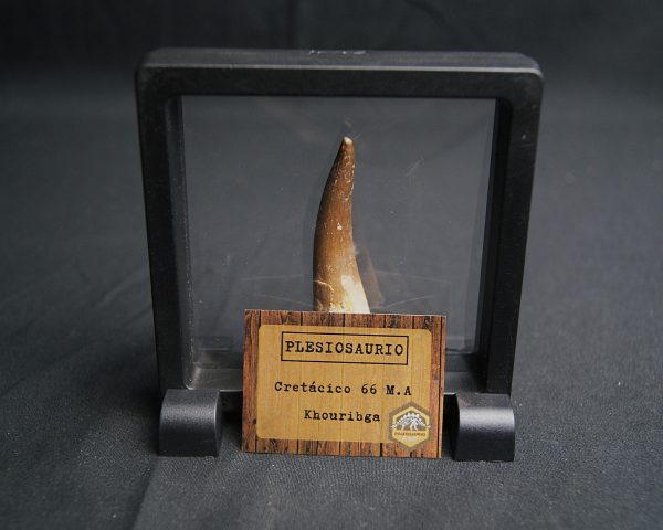 Diente de Plesiosaurus