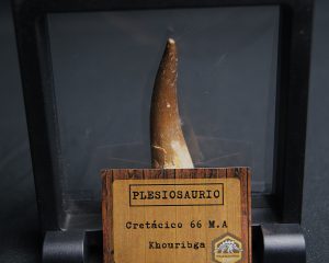 Diente de Plesiosaurus