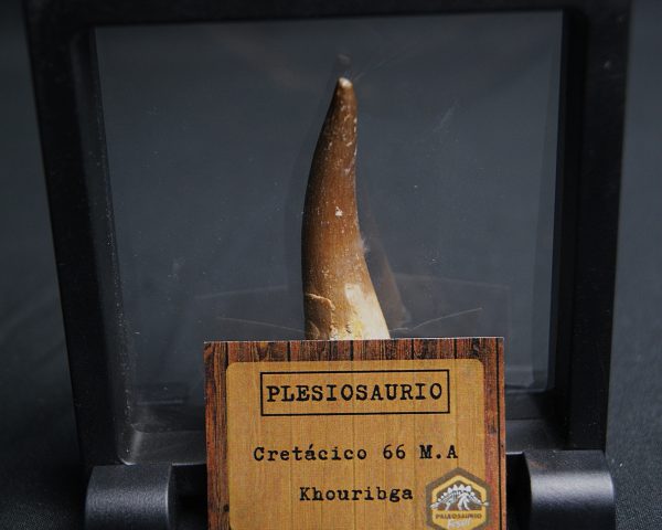 Diente de Plesiosaurus