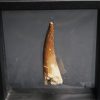 Diente de Plesiosaurus