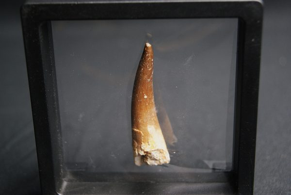 Diente de Plesiosaurus