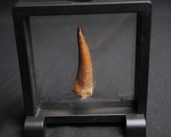 Diente de Plesiosaurus