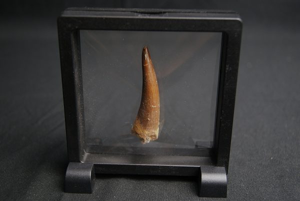 Diente de Plesiosaurus