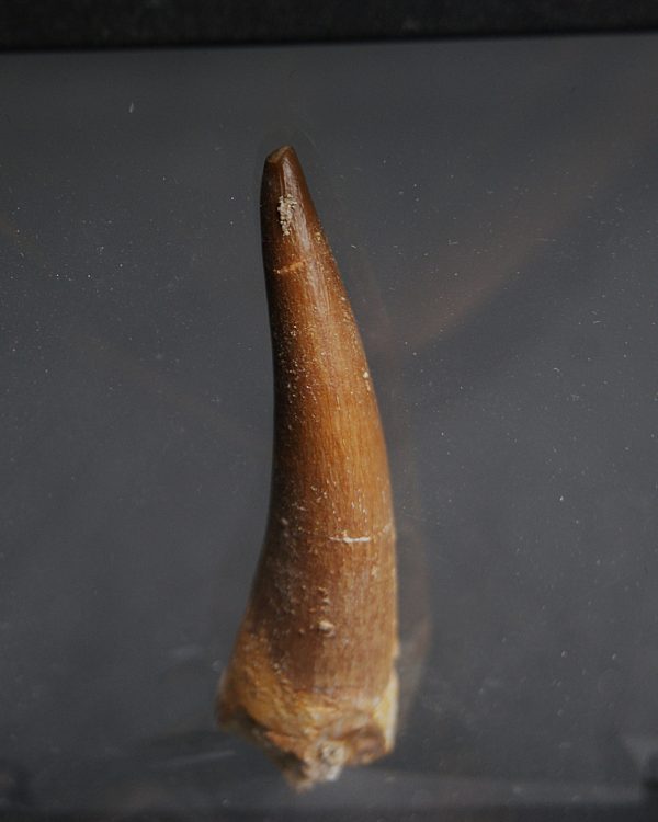 Diente de Plesiosaurus