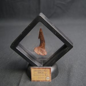 Rostral de Onchopristis numidus