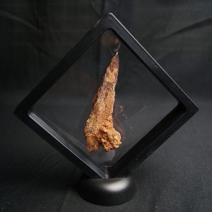 Hueso fósil Mawsonia