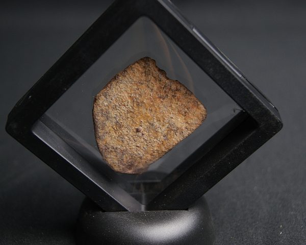 Fragmento de caparazón de tortuga