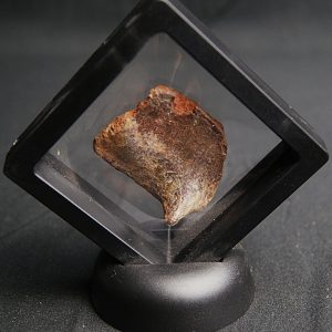 Fragmento de caparazón de tortuga