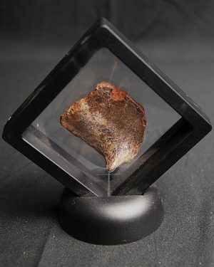 Fragmento de caparazón de tortuga