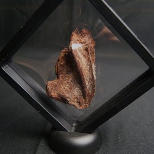 Cráneo parcial de Aidachar