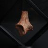 Hueso de dinosaurio indeterminado
