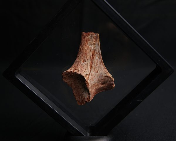 Hueso de dinosaurio indeterminado